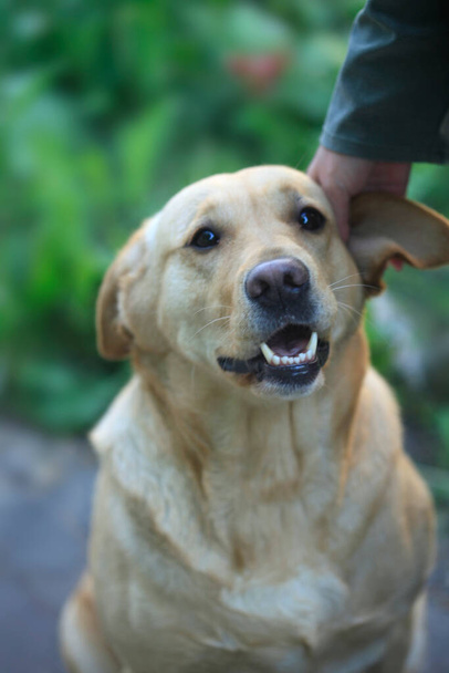 Portrait of cute domestic dog - Photo, Image
