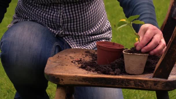Gärtner pflanzt Sonnenblumen-Sämlinge in Pflanztöpfe auf klapprigem alten Stuhl 4k medium shot Zeitlupe selektiver Fokus - Filmmaterial, Video