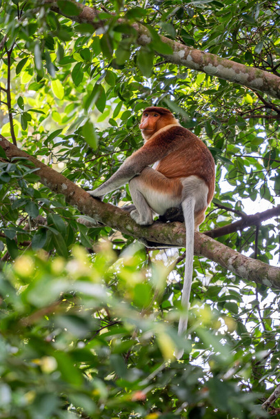 Proboscis Monkey - Nasalis larvatus, piękna wyjątkowa naczelna z dużym nosem endemicznym do lasów namorzynowych południowo-wschodniej Azji wyspy Borneo. - Zdjęcie, obraz