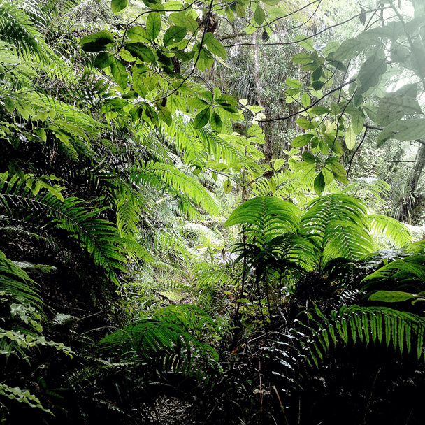 Jungle - Foto, afbeelding