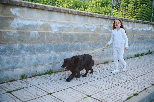 Передній постріл. Портрет маленької дівчинки, яка бере свого собаку-спанієля на прогулянку на повідку, на фоні білого кам'яного паркану. Люди. Грати з домашніми тваринами. Природа. Стиль життя. Дитинство - Фото, зображення