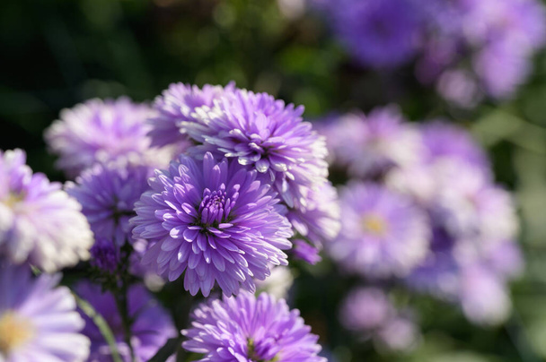 Lila Blüten von Michaelmas Daisy (Aster Amellus), Aster alpinus, Asteraceae violett blüht im Sommer im Garten mit Kopierraum - Foto, Bild