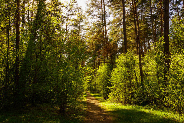 Rayons de soleil coulant à travers les pins et illuminant le jeune feuillage vert sur les buissons dans la forêt de pins au printemps. - Photo, image