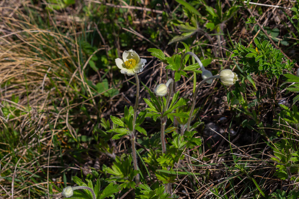 Anemonoides sylvestris Anemone sylvestris, ismert hóvirág vagy hóvirág szélvirág, egy évelő növény virágzik tavasszal. - Fotó, kép
