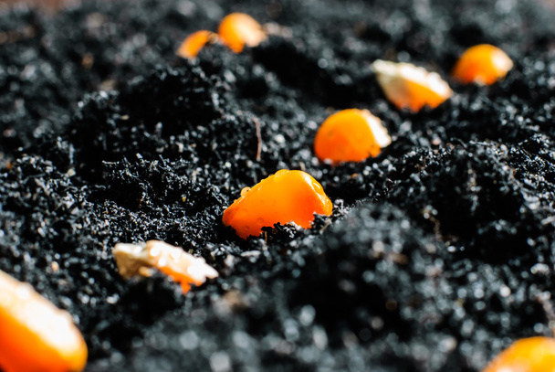  семена кукурузы в плодородной почве
 - Фото, изображение