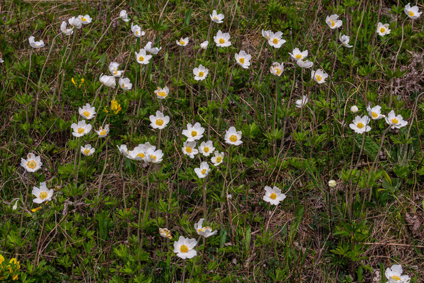 Anemonoides sylvestris Anemone sylvestris, znany jako anemon lub snowdrop windflower, jest wieloletnią rośliną kwitnącą wiosną. - Zdjęcie, obraz
