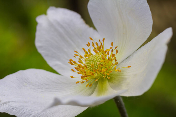 Anemonoides sylvestris Anemone sylvestris, znany jako anemon lub snowdrop windflower, jest wieloletnią rośliną kwitnącą wiosną. - Zdjęcie, obraz