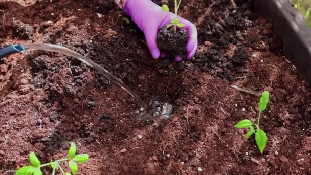 Close-up widok z perspektywy kobiety korzystającej z podlewania ogrodu może nawadniać sadzonki pomidorów do sadzenia otworu w szklarni. - Materiał filmowy, wideo