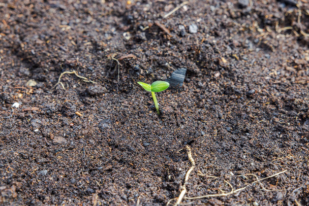 İlkbaharda bir seraya ekilen salatalık tohumlarının yakın plan perspektifi. - Fotoğraf, Görsel