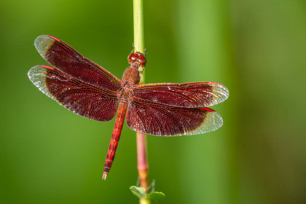Red Grasshawk - Neurothemis fluctuans, beautiful red dragonfly from Asian fresh waters and marshes, Borneo, Malaysia. - Photo, Image