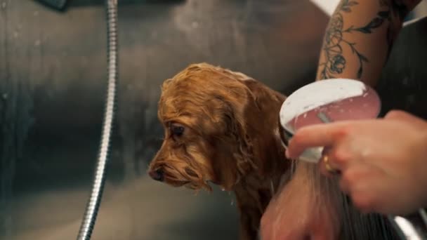 fermer dans un salon de toilettage un petit chien rouge un toiletteur lave un chien rouge dans une baignoire en métal secouant du froid - Séquence, vidéo