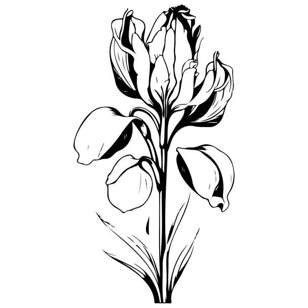 iris flor ilustración bosquejo elemento - Vector, imagen