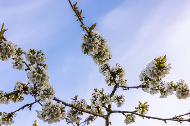 Close-up zicht op kersenboom in volle bloei gezet tegen de achtergrond van de blauwe lucht met witte wolken op zonnige lentedag. Zweden. - Foto, afbeelding