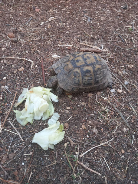 Una tartaruga di terra mangia lattuga in giardino - Foto, immagini