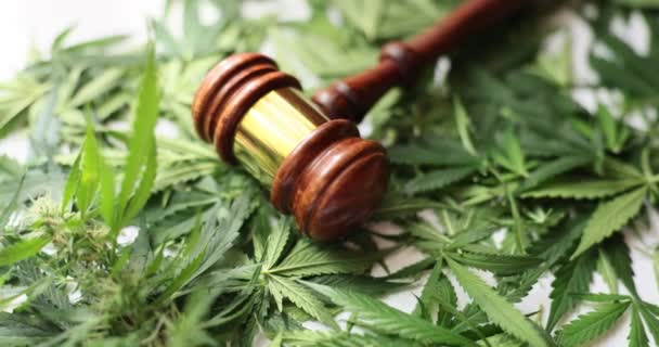 Een hamer van een rechter liggend op groene bladeren van marihuana close-up. Oordeel over illegaal gebruik van marihuana drugs - Video