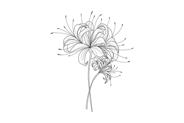 Minimale botanische spinnenlelie kunst. Handgetekende monochrome bloemenelementen voor bruiloft uitnodiging wenskaart ontwerp, tatoeage schets. Vectorillustratie. - Vector, afbeelding