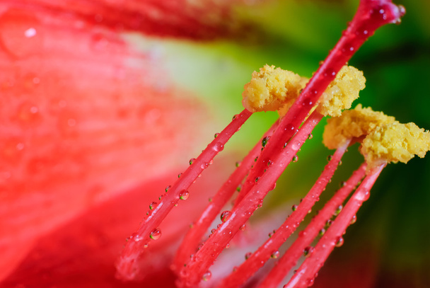 Amaryllis-kukka
 - Valokuva, kuva