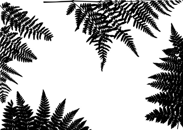 Kompozycja kadru czarny paproci - Wektor, obraz