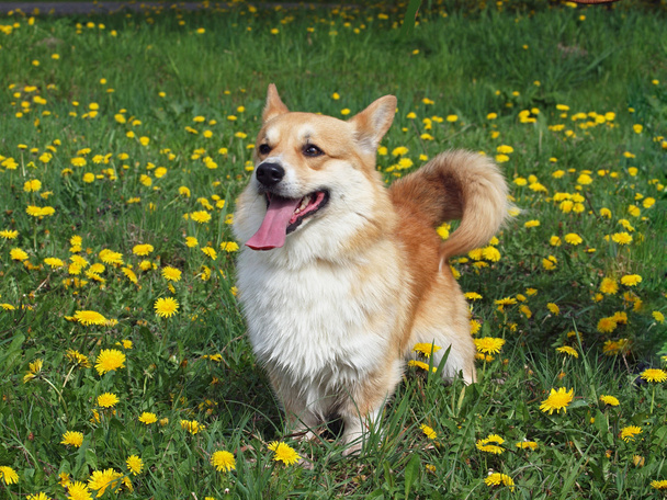 Portret van welsh corgi pembroke hond - Foto, afbeelding