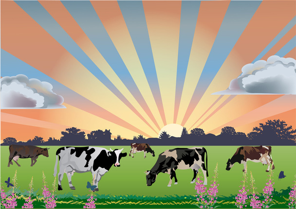 Kühe auf Feld getrieben - Vektor, Bild