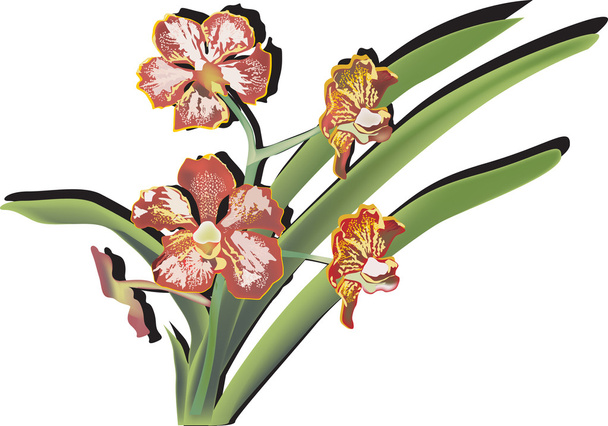 brown orchid flowers on white - Vector, Image