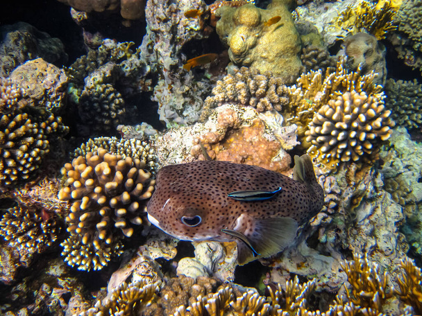 Long-spined hedgehog fish or Diodon hystrix in the expanses of the coral reef of the Red Sea. Undersea world. Sea fish. - Photo, Image