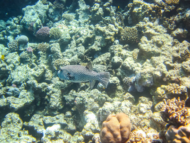 Long-spined hedgehog fish or Diodon hystrix in the expanses of the coral reef of the Red Sea. Undersea world. Sea fish. - Photo, Image