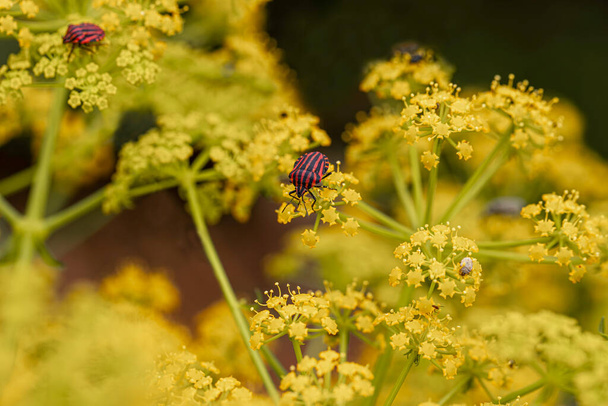 Striped Carrot Bedbug (Graphosoma semipunctatum) feeding on Yellow Fennel Flower (Foeniculum vulgare). - Photo, Image