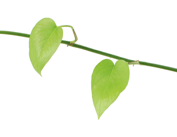 grüne Rettichpflanze isoliert auf weißem Hintergrund - Foto, Bild