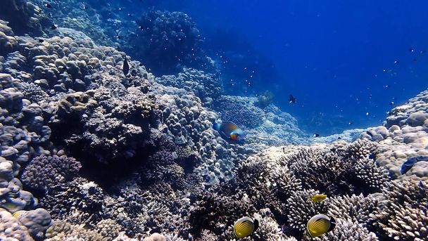 Photo sous-marine d'un poisson perroquet coloré sur un récif corallien - Photo, image