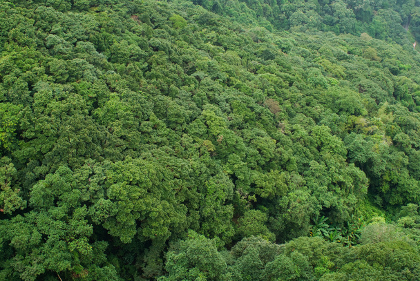 Bosque tropical
 - Foto, Imagen