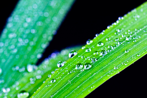 Grass with water drops - Photo, Image