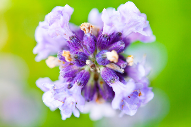 Lavender - Photo, Image