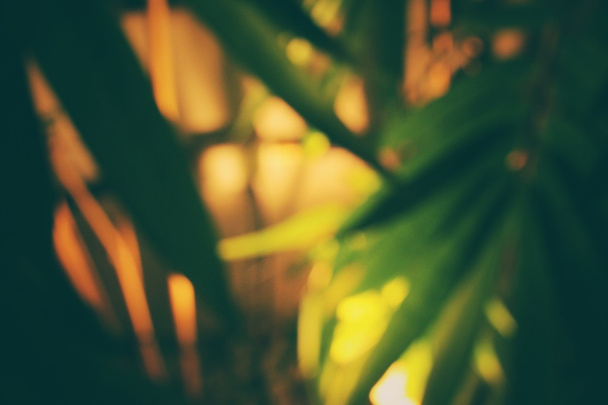 Desfocado de bambu com sombra
 - Foto, Imagem