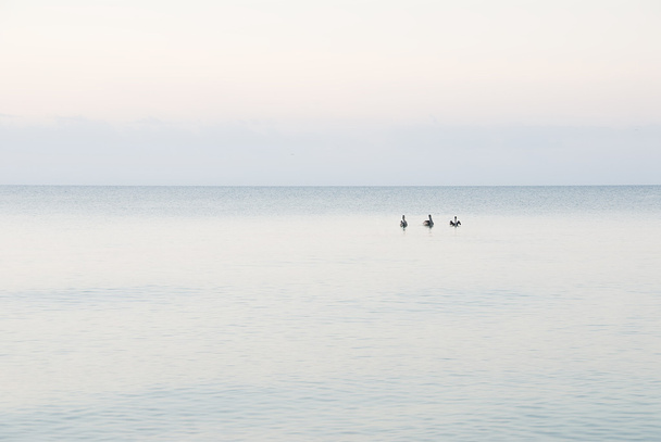 Amigos pelicanos
 - Foto, Imagem