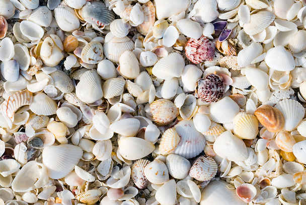 Shells Background - Photo, Image
