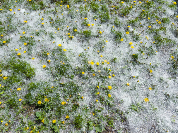 Поплар пух лежить на різні зеленій траві з квітучими кульбабами на схилі пагорба, освітленому сонцем - Фото, зображення