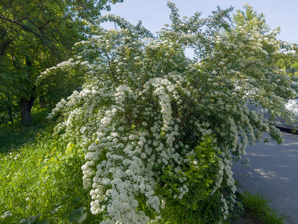 Bush kukkivat spiraea klustereita pieniä valkoisia kukkia ruoho vieressä kävelytie keväällä aurinkoinen aamu - Valokuva, kuva
