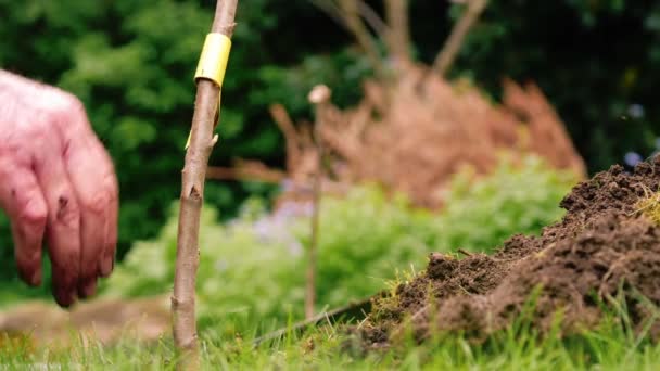 Gardener planting fruit trees in grass background close up zoom shot selective focus - Footage, Video