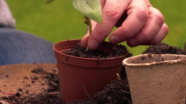 Gärtner verpflanzt Sonnenblumen-Setzling in Pflanztöpfe auf klapprige Nahaufnahme 4k shot Zeitlupe - Filmmaterial, Video