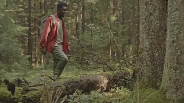 Joven hombre negro con mochila caminando en el bosque, mirando la naturaleza escénica, superando el tronco y alejándose mientras camina solo en el día de verano - Metraje, vídeo