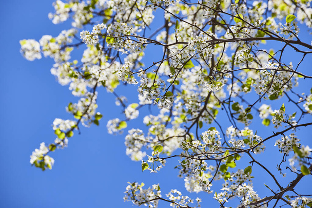 Spring Blossoms Reach Skyward Fort Waynessa, Indianassa, Uudistumisen kauneuden valaiseminen - Valokuva, kuva