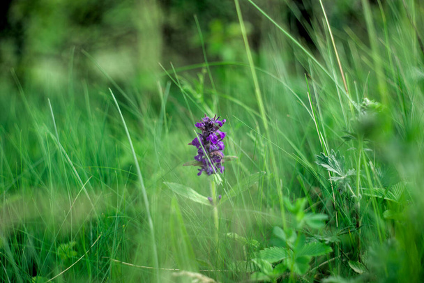 Фіолетові квіти мудреця в полі, де багато трави на заході сонця в теплих тонах
 - Фото, зображення