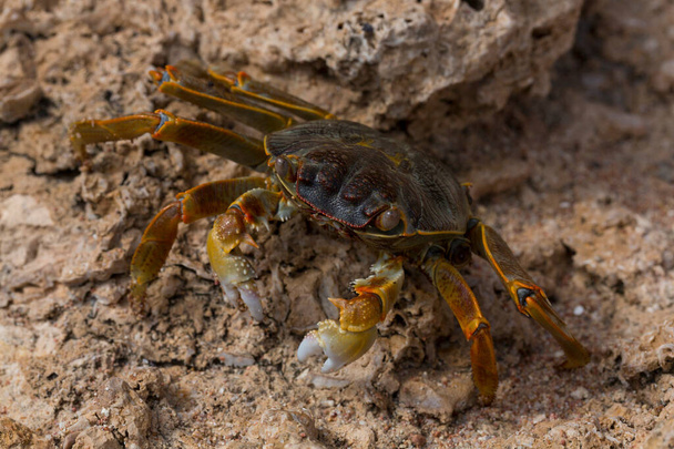 Grapsus albolineatus est une espèce d'amphibiens de la famille des Grapsidae. Crabe, sur un rocher récifal. Faune de la péninsule du Sinaï. - Photo, image