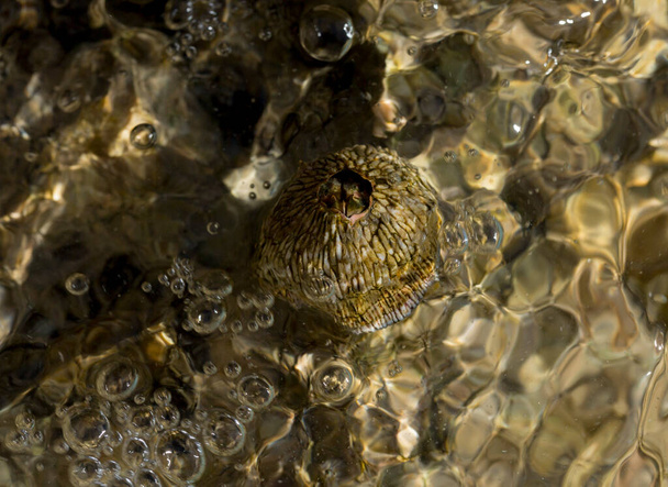 Tetraclita squamosa - Thatched barnacle. Balanus is een geslacht van zeepokken uit de familie Balanidae (Balanidae).. - Foto, afbeelding