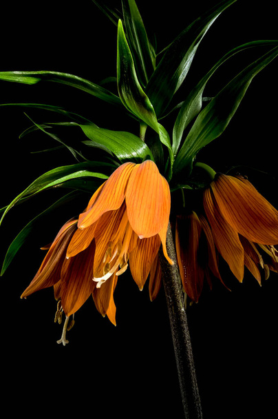 Hermosa flor imperial corona flor aislada sobre un fondo negro. Primer plano de la cabeza de flor. - Foto, imagen