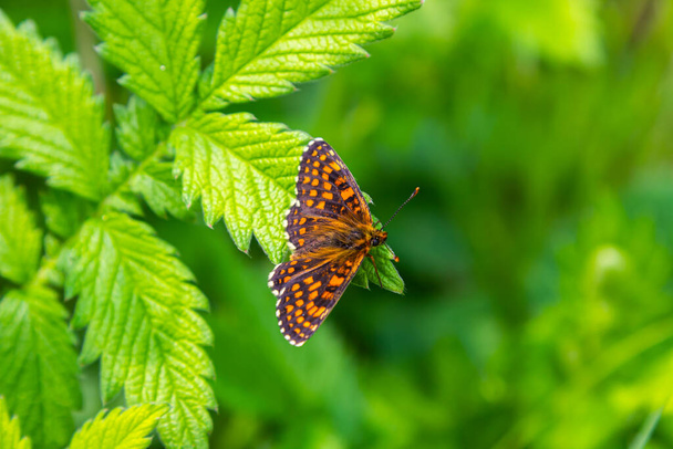 La farfalla fritillare della brughiera Melitaea athalia. Bella farfalla fritillare sul prato. - Foto, immagini