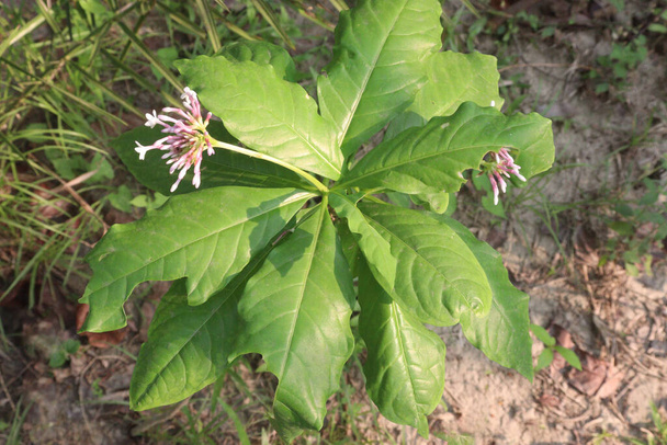 Indian snakeroot plant on jungle. The root is used to make medicine.is used for mild high blood pressure, nervousness, trouble sleeping (insomnia), mental disorders such as agitated psychosis,insanity - Photo, Image