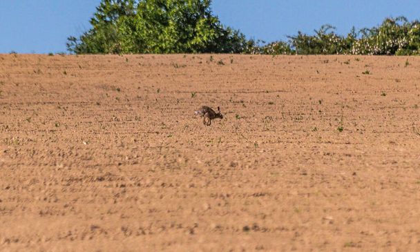 Un énorme lièvre galope à travers un champ labouré - Photo, image