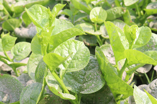 Malabar spinach on farm for harvesting are cash crops.have iron besides calcium, Vitamin A, magnesium, protein, ample amounts, phosphorus, potassium besides, B complex vitamins, Vitamin B6 - Photo, Image